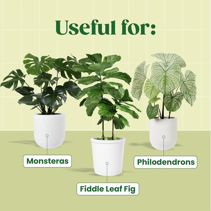 Vital Root+ Liquid Root Stimulator and Root Supplement for Fiddle Leaf Fig &amp; Indoor Plants - Propagation Promoter &amp; Root Rot Treatment - Food for Healthy Roots, Stems &amp; Leaves