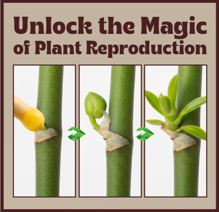 Keiki Cloning Paste - Plant Propagation Gel for Orchids, 0.5oz